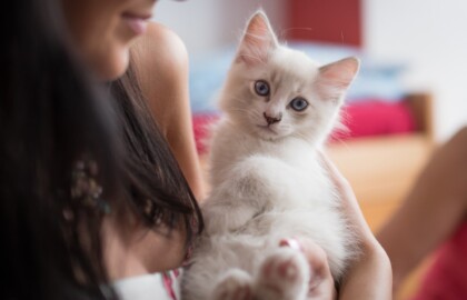 Image de Chat, Tchat, T’Chat, Tchatche, … lequel choisir ?